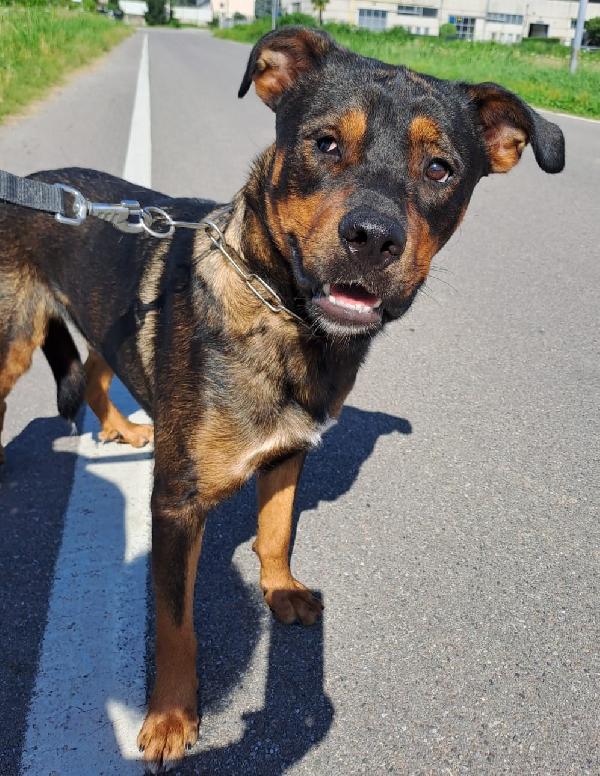 Tiglio delicato cucciolotto mix Rott, ipovedente a un occhio Foto 3